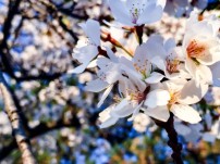 High Park Cherry Blossoms - 2015