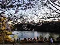 High Park Cherry Blossoms - 2015